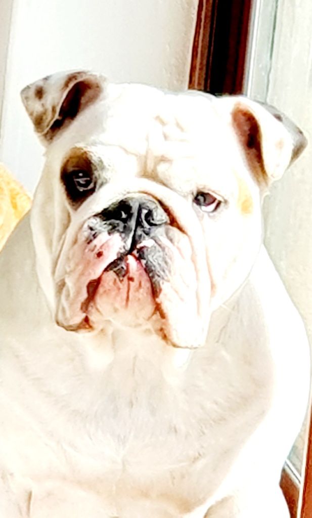 My Candy Love Bulldog Tiana belle