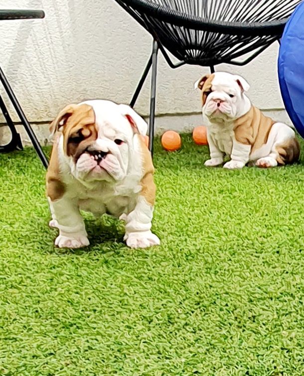 chiot Bulldog Anglais My Candy Love Bulldog