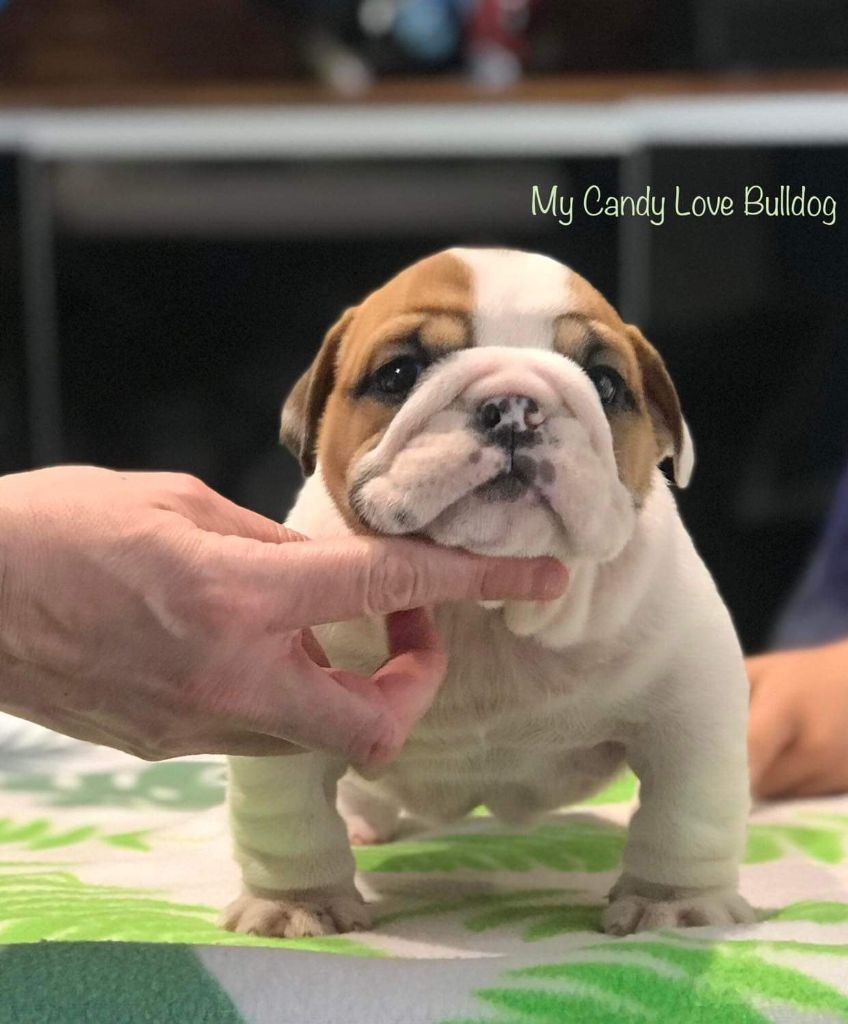 chiot Bulldog Anglais My Candy Love Bulldog