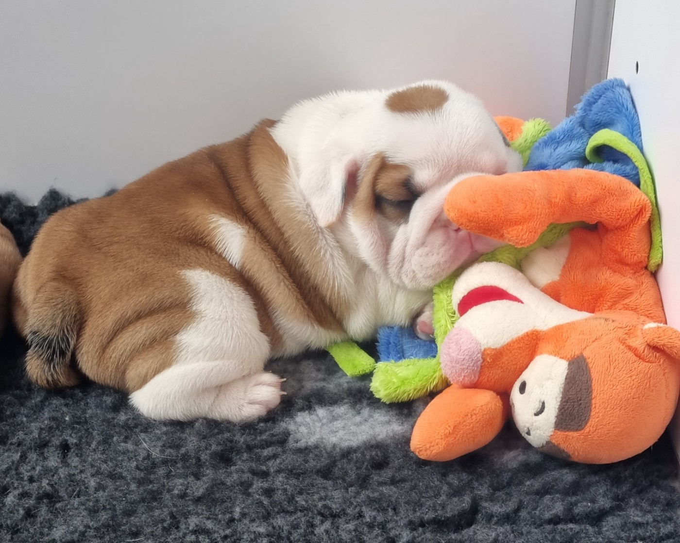 Chiot Bulldog Anglais My Candy Love Bulldog