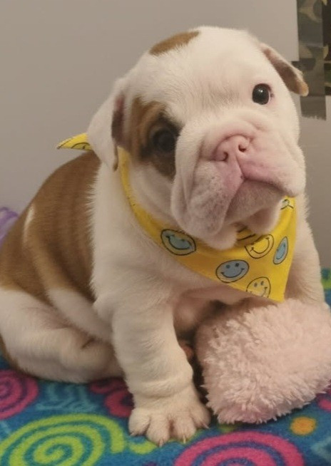 My Candy Love Bulldog - Chiots disponibles - Bulldog Anglais