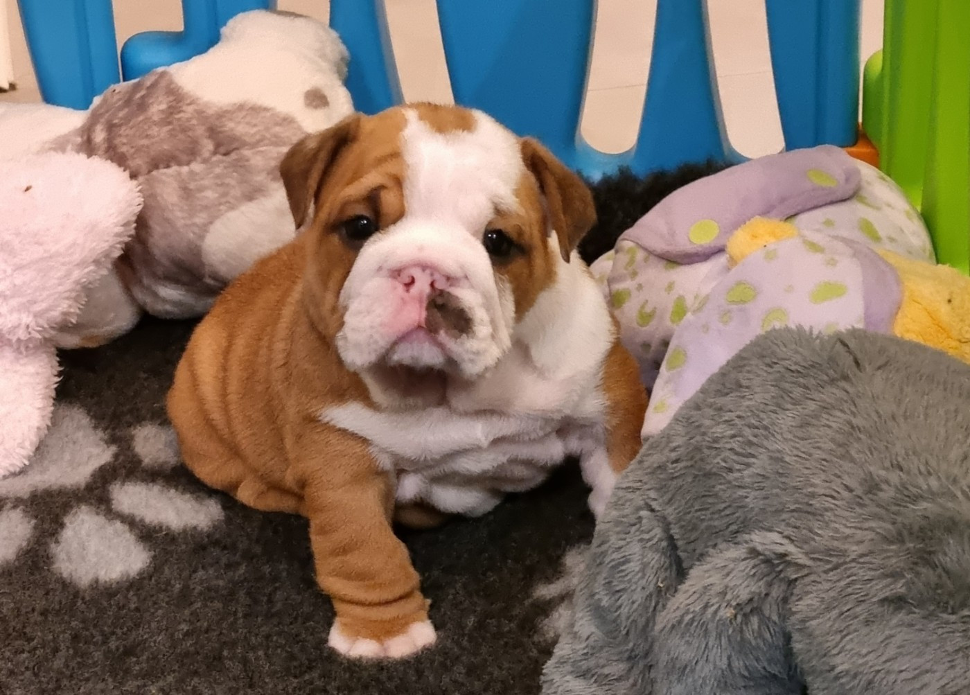 My Candy Love Bulldog - Bulldog Anglais - Portée née le 01/01/2026