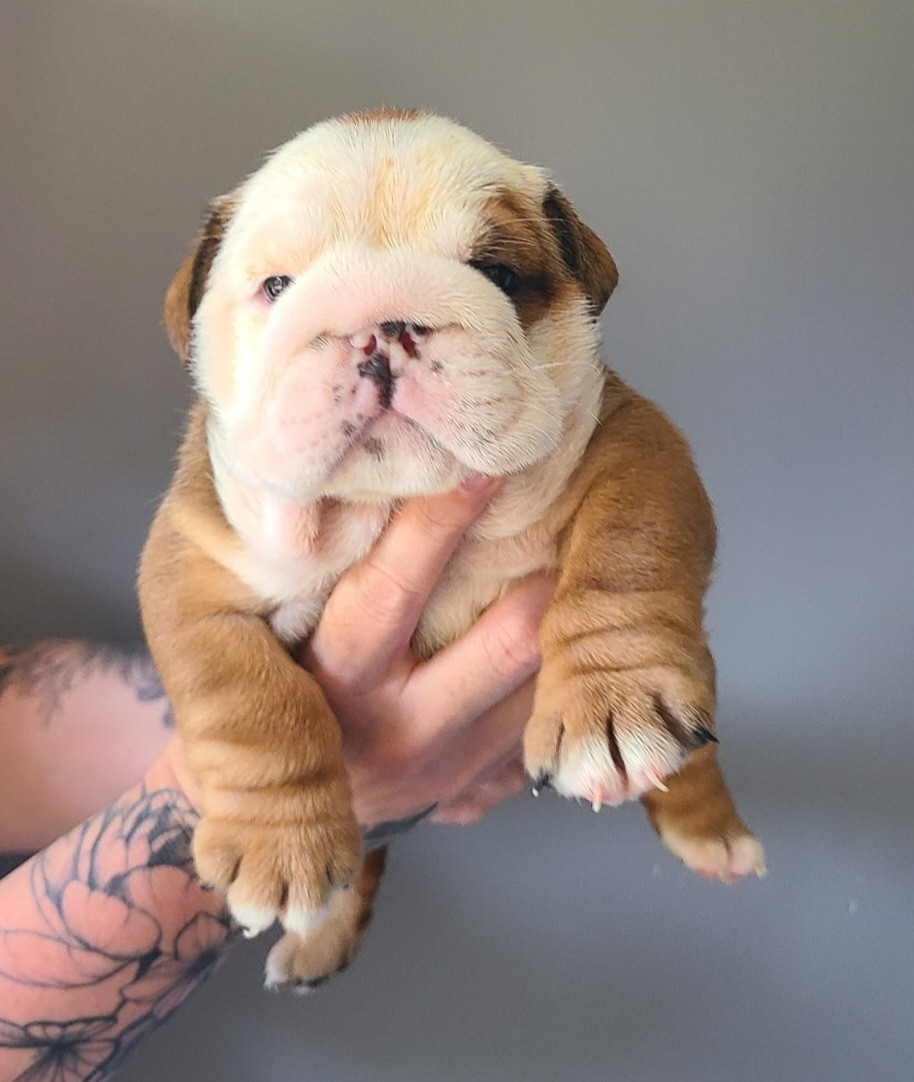 My Candy Love Bulldog - Chiots disponibles - Bulldog Anglais