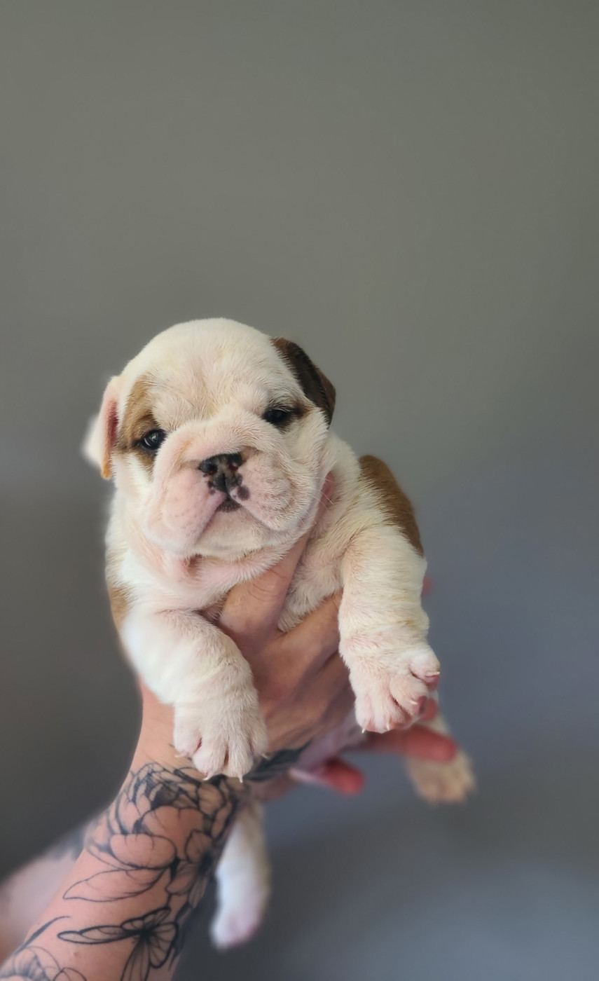 My Candy Love Bulldog - Chiots disponibles - Bulldog Anglais