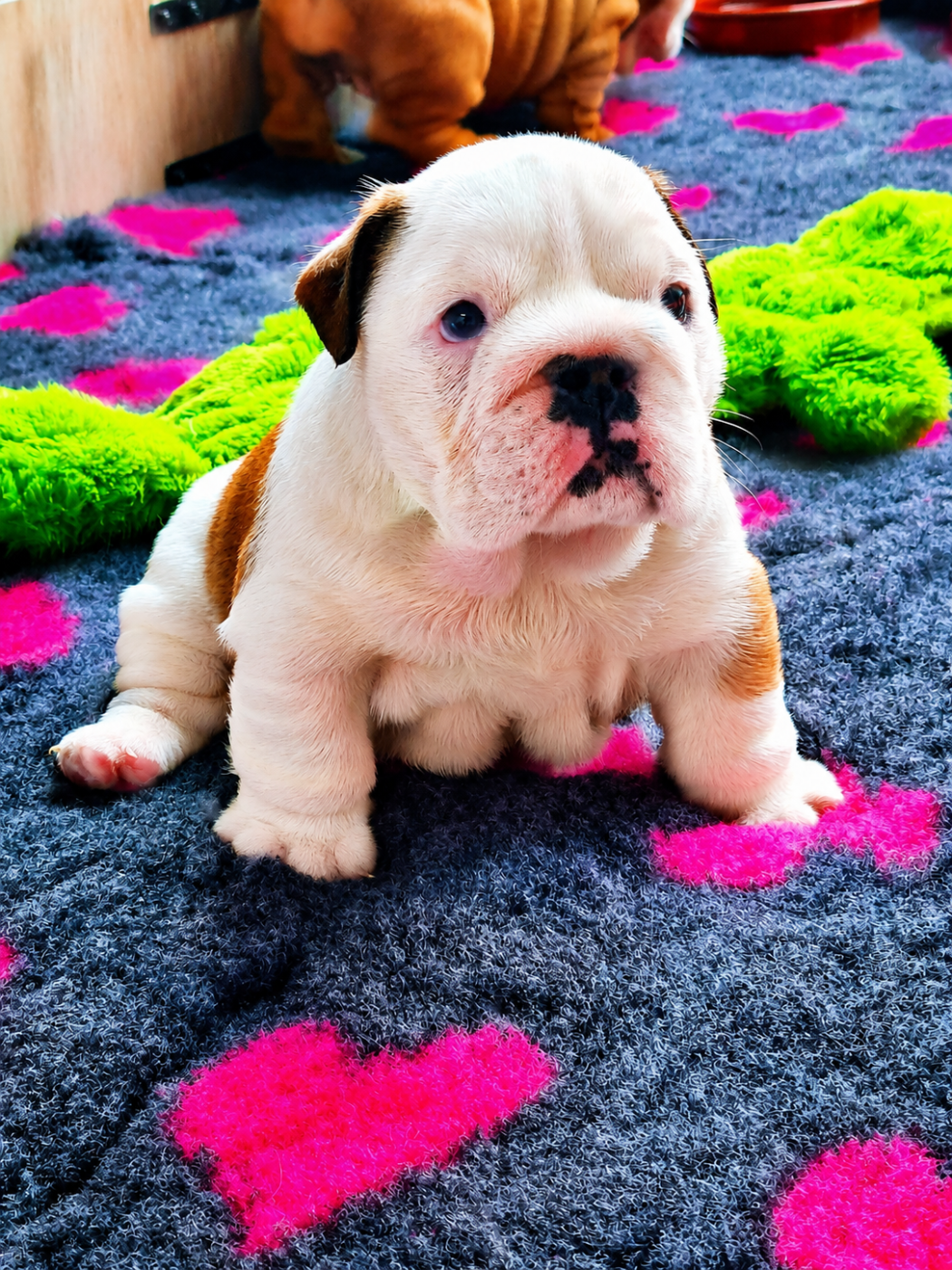 My Candy Love Bulldog - Chiots disponibles - Bulldog Anglais