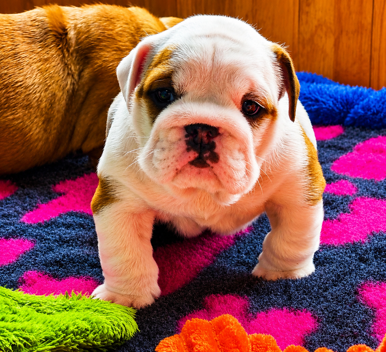 My Candy Love Bulldog - Chiots disponibles - Bulldog Anglais