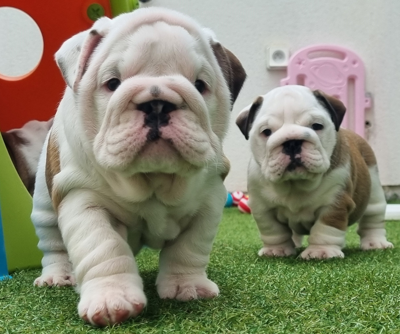 My Candy Love Bulldog - Bulldog Anglais - Portée née le 25/04/2026